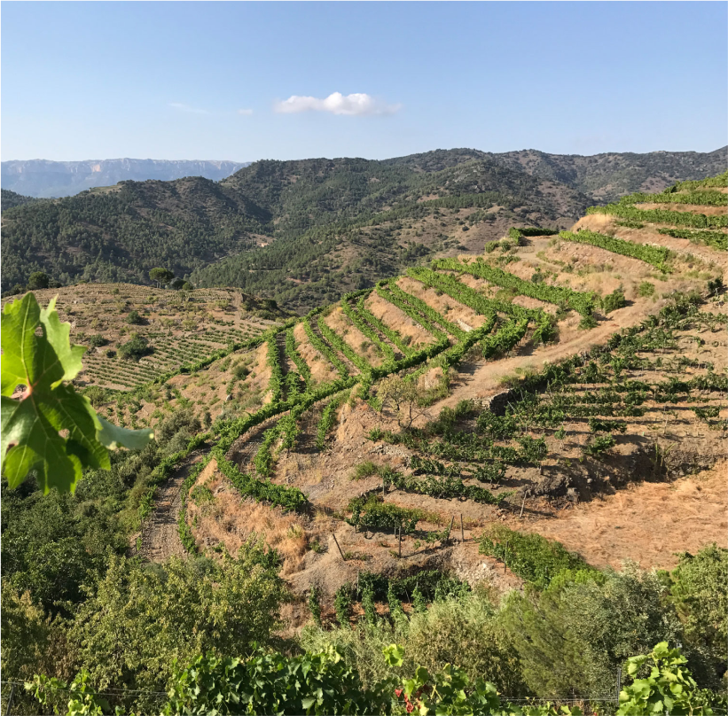 Selection Schwander background image